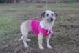 Fifi
