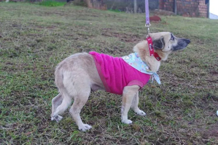 Cachorro ra a SRD idade 5 anos nome Fifi 