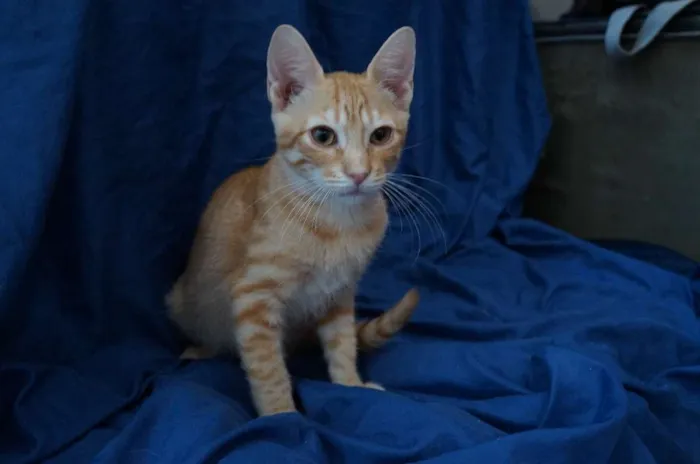 Gato ra a  idade 2 a 6 meses nome Alec