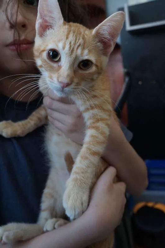 Gato ra a  idade 2 a 6 meses nome Alec