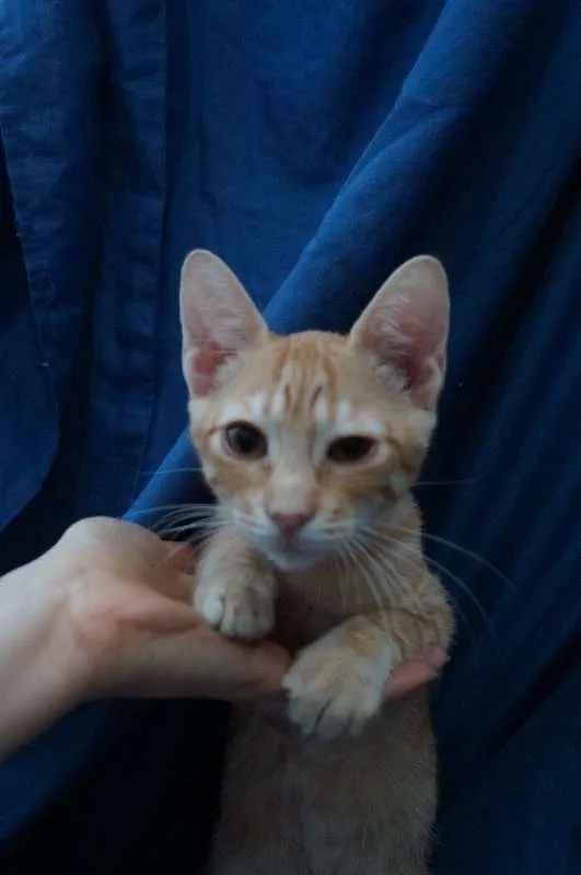 Gato ra a  idade 2 a 6 meses nome Alec