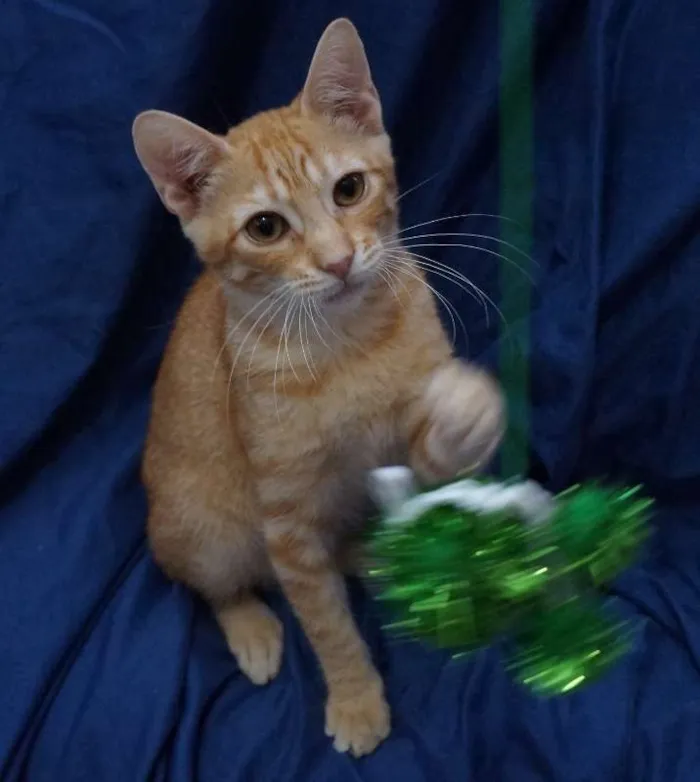 Gato ra a  idade 2 a 6 meses nome Alec
