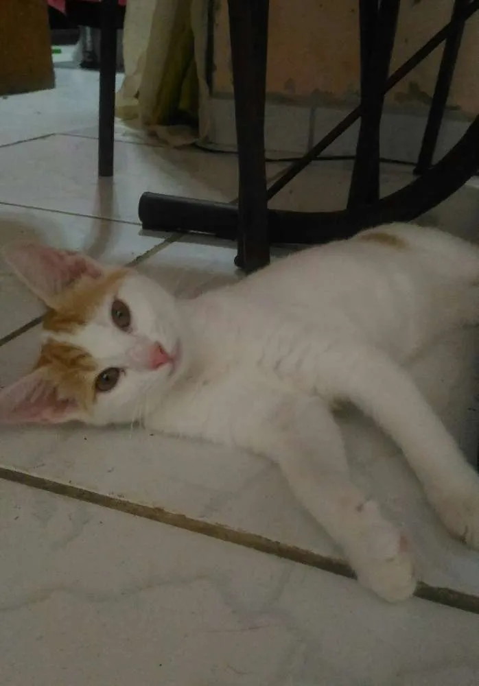 Gato ra a  idade 7 a 11 meses nome Dóris 