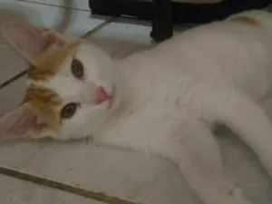 Gato raça  idade 7 a 11 meses nome Dóris 