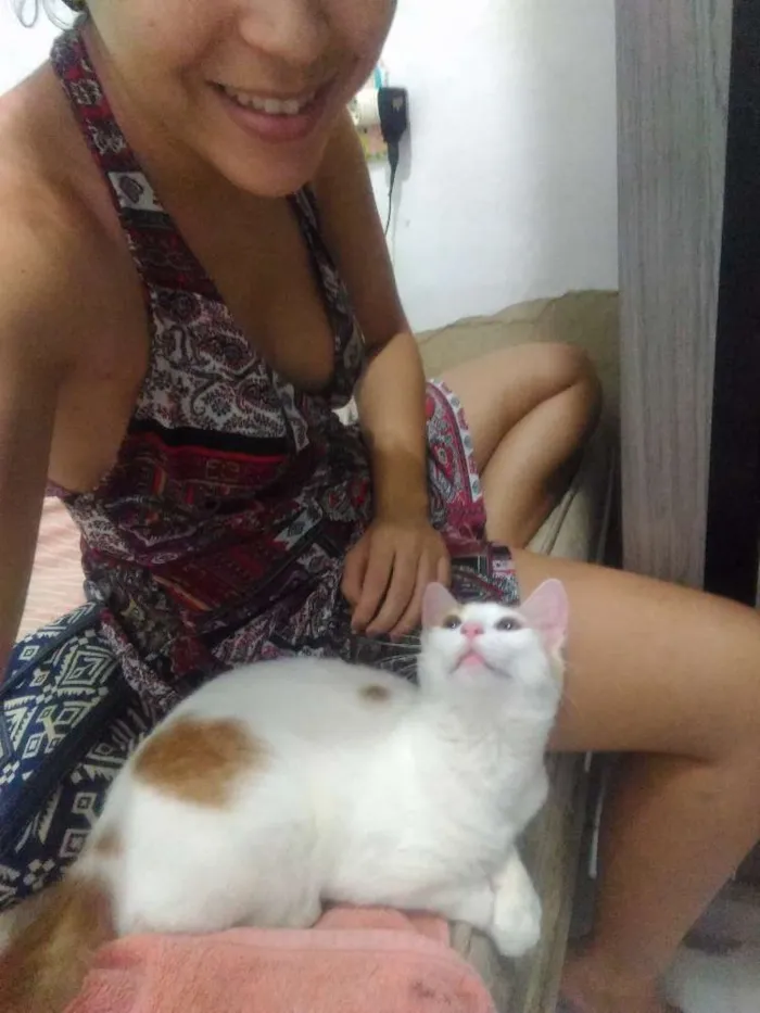 Gato ra a  idade 7 a 11 meses nome Dóris 