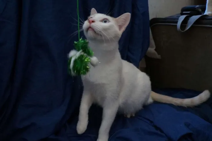 Gato ra a  idade 2 a 6 meses nome Nicolas
