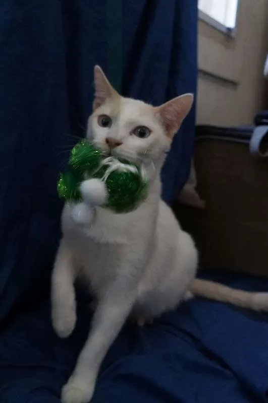 Gato ra a  idade 2 a 6 meses nome Nicolas