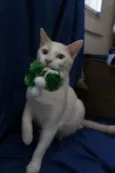 Nicolas