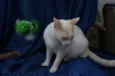 Nicolas