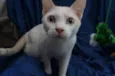 Nicolas