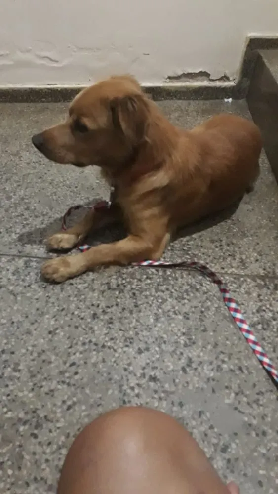 Cachorro raça SRD idade 2 a 6 meses nome Não sei o nome