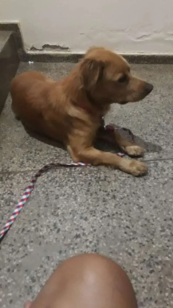Cachorro raça SRD idade 2 a 6 meses nome Não sei o nome