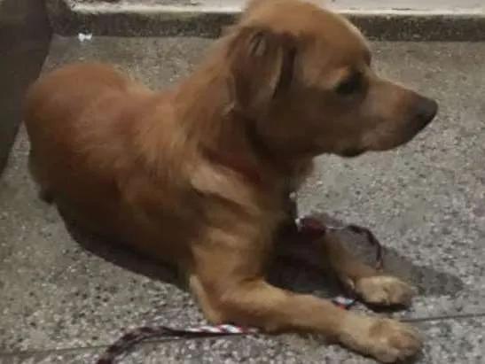 Cachorro raça SRD idade 2 a 6 meses nome Não sei o nome