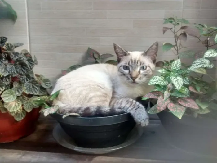 Gato ra a indefinida idade 7 a 11 meses nome Nutella