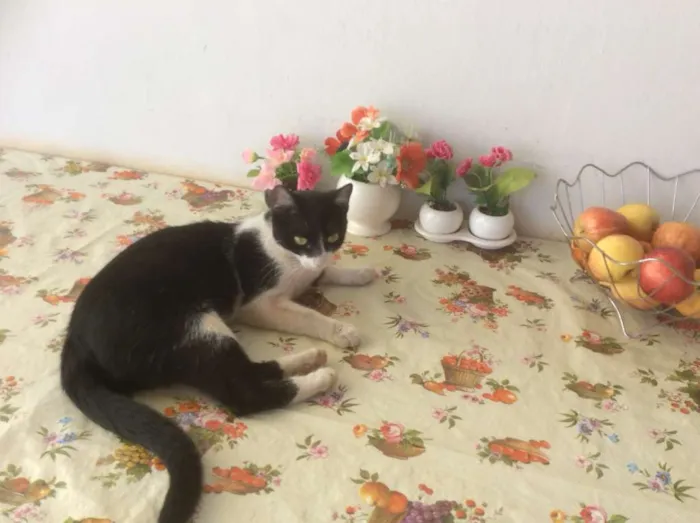 Gato raça vira-lata idade 2 a 6 meses nome Oreo