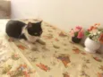 Oreo