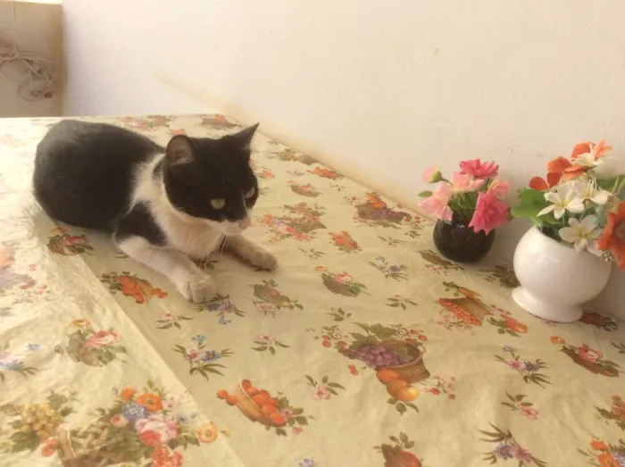 Gato raça vira-lata idade 2 a 6 meses nome Oreo