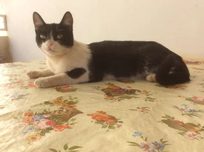 Gato raça vira-lata idade 2 a 6 meses nome Oreo