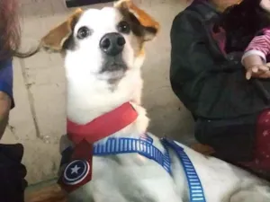 Cachorro raça SRD idade 3 anos nome Sem nome
