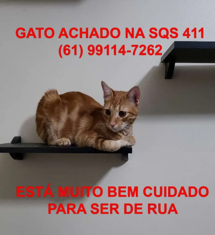 Gato ra a  idade 1 ano nome Laranja