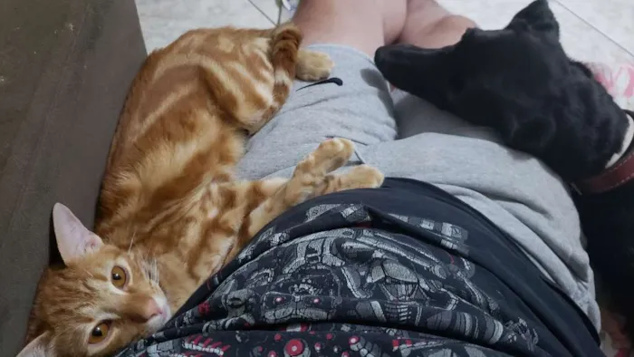 Gato ra a  idade 1 ano nome Laranja