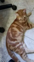 Laranja