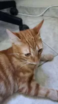 Laranja