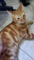 Laranja