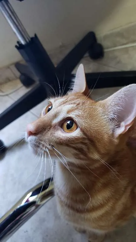 Gato ra a  idade 1 ano nome Laranja