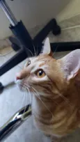 Laranja