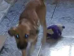 Cachorro raça Vira-lata mais pedigree idade 2 a 6 meses nome Paçoca