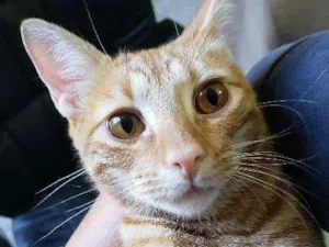 Gato raça  idade 1 ano nome Laranja