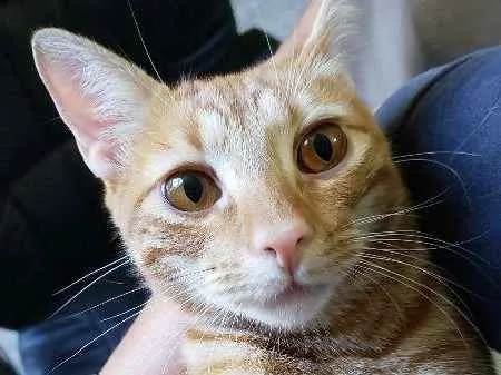 Gato ra a  idade 1 ano nome Laranja