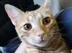 Gato raça  idade 1 ano nome Laranja