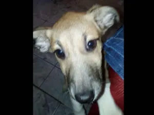 Cachorro raça Vira-lata mais pedigree idade 2 a 6 meses nome Paçoca