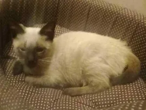 Gato raça Siames idade 2 a 6 meses nome Sem nome 