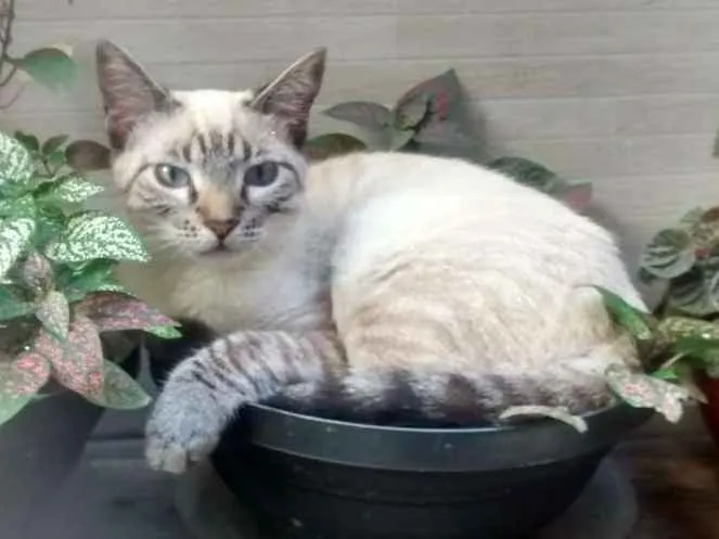 Gato ra a indefinida idade 7 a 11 meses nome Nutella