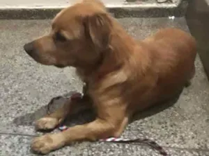 Cachorro raça SRD idade 2 a 6 meses nome Não sei o nome