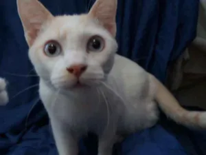 Gato raça  idade 2 a 6 meses nome Nicolas