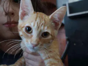 Gato raça  idade 2 a 6 meses nome Alec