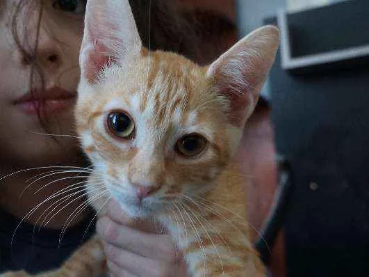 Gato ra a  idade 2 a 6 meses nome Alec