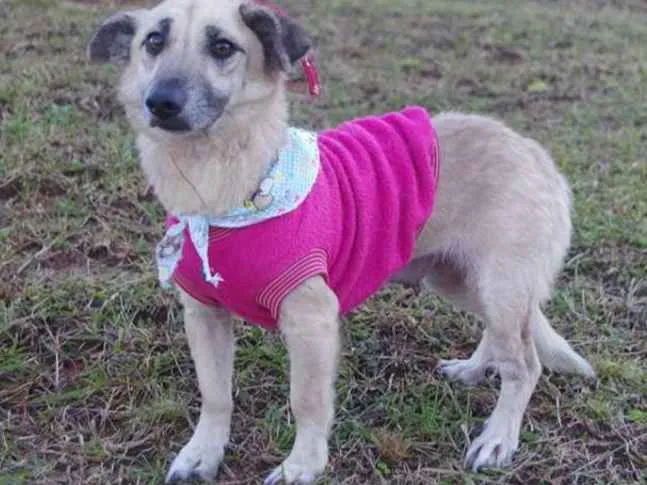 Cachorro ra a SRD idade 5 anos nome Fifi 