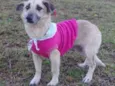 Fifi