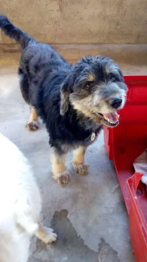Cachorro raça  idade 2 anos nome Boby