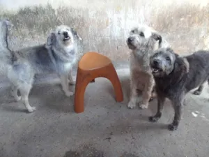 Cachorro raça srd idade 6 ou mais anos nome Familia Esfiapadinha