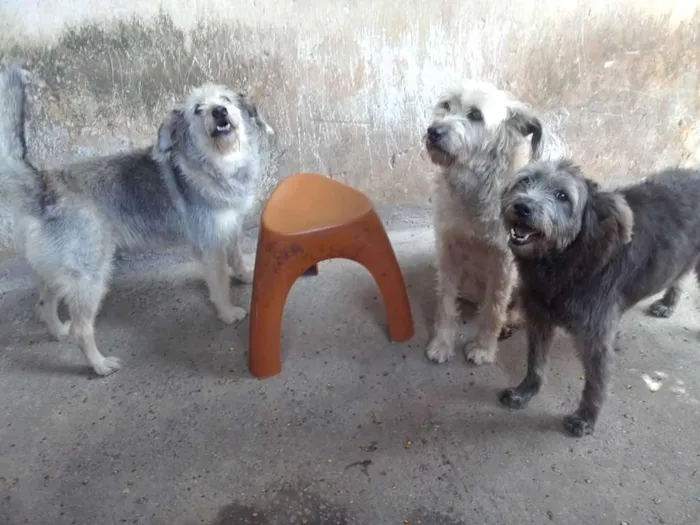 Cachorro raça srd idade 6 ou mais anos nome Familia Esfiapadinha