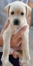 Labrador X SRD