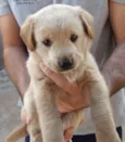 Labrador X SRD