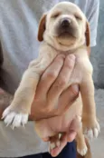 Labrador X SRD