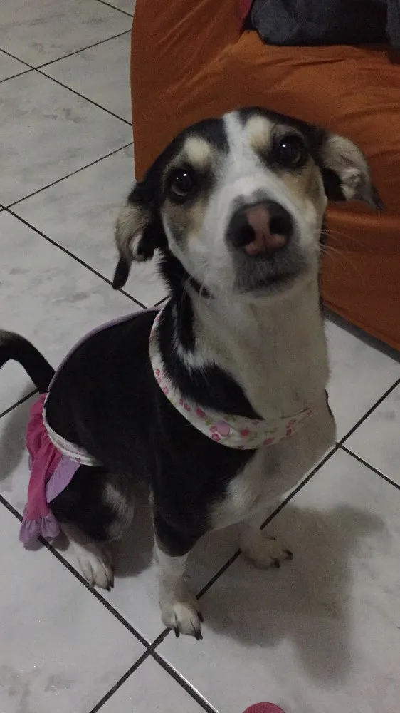 Cachorro raça Vira lata idade 4 anos nome Melissa Vitória 